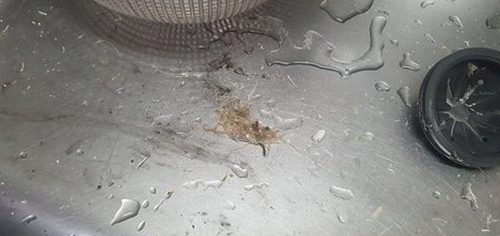 안성 하수구막힘 가현동 하수구막힘 공중화장실 변기막힘 살필 점 5가지